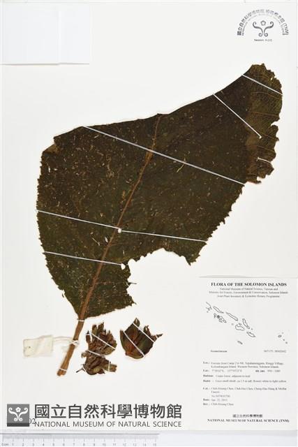 登錄號:BS02602藏品圖，第1張