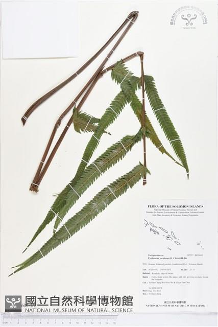 小密腺小毛蕨藏品圖，第1張