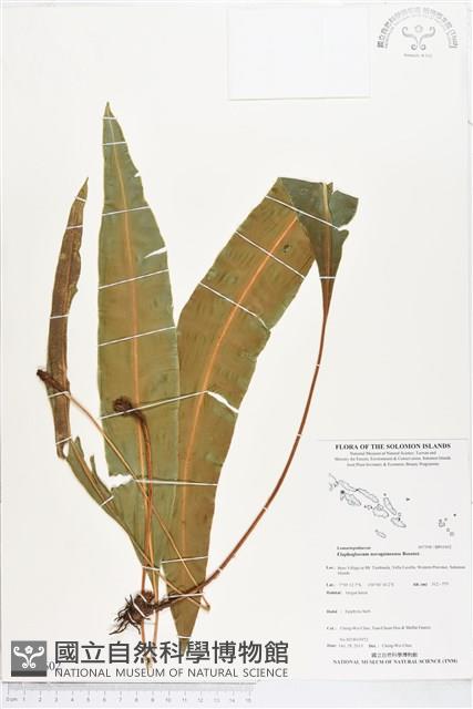 登錄號:BP01602藏品圖，第1張