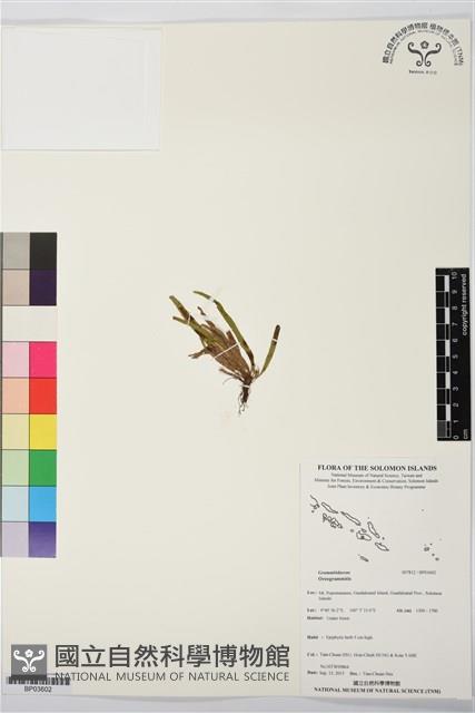 登錄號:BP03602藏品圖，第1張