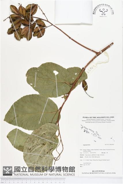 登錄號:BS02402藏品圖，第1張