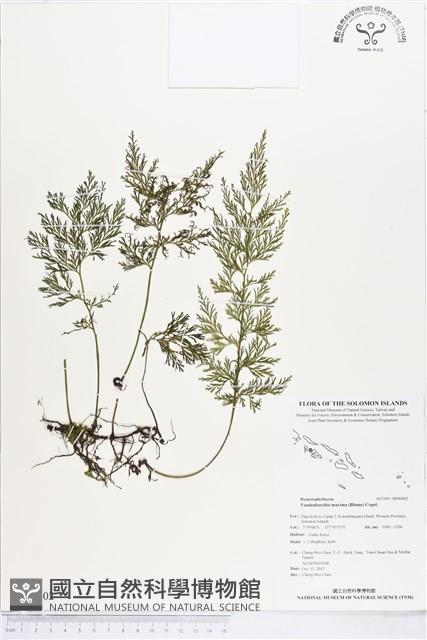 大葉瓶蕨藏品圖，第1張