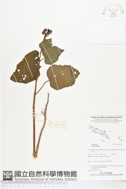 登錄號:BS05402藏品圖，第1張
