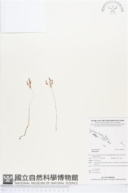 登錄號:BS03402藏品圖，第1張