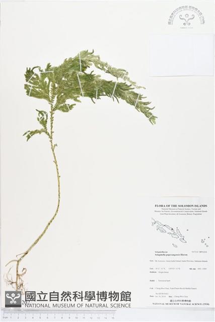 登錄號:BP02202藏品圖，第1張