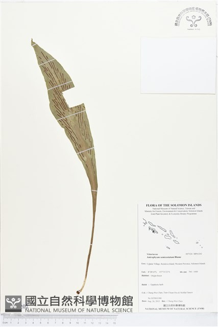 登錄號:BP01202藏品圖，第1張