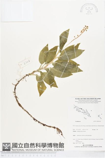 登錄號:BS05202藏品圖，第1張