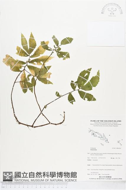 登錄號:BS04202藏品圖，第1張