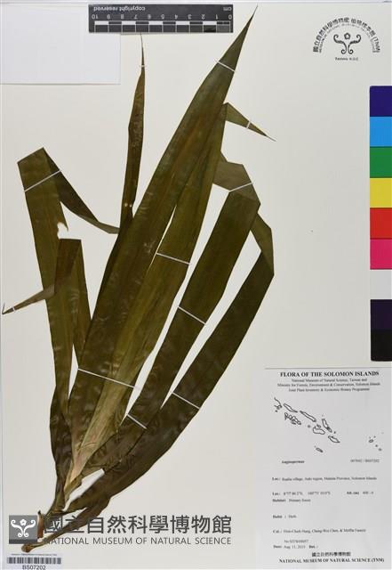 登錄號:BS07202藏品圖，第1張