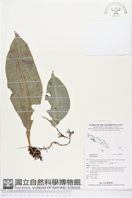 登錄號:BP00702藏品圖，第1張