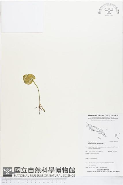 網脈瓶爾小草藏品圖，第1張