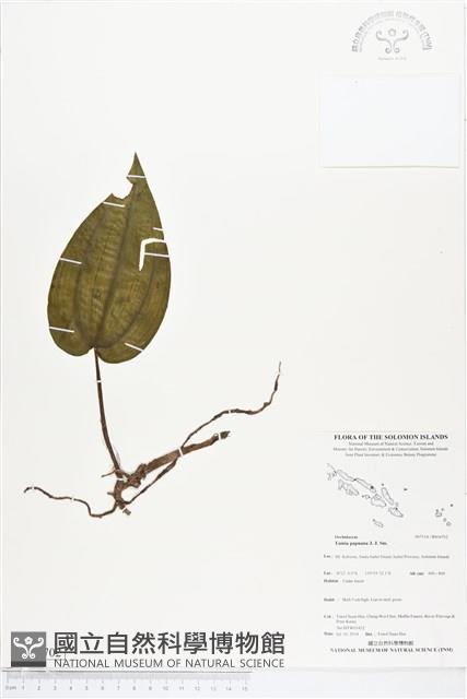 登錄號:BS04702藏品圖，第1張