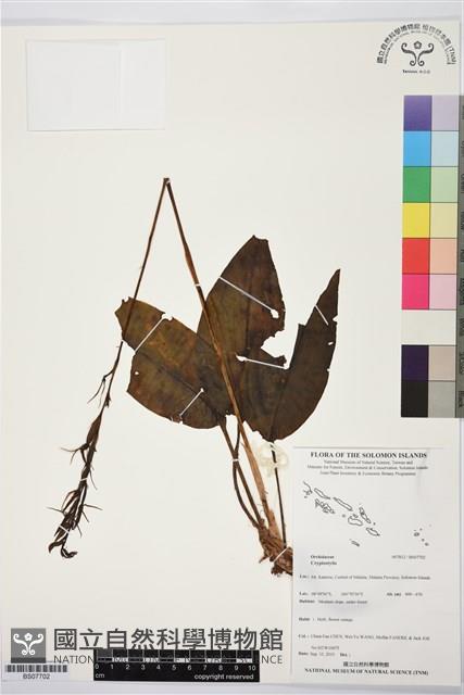 登錄號:BS07702藏品圖，第1張