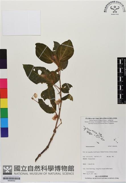 登錄號:BS06502藏品圖，第1張