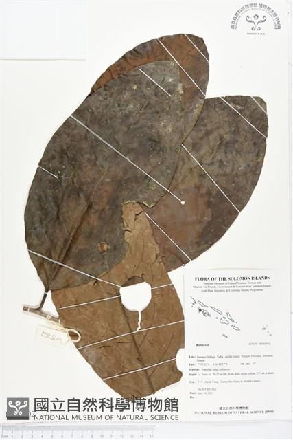 登錄號:BS02502藏品圖，第1張