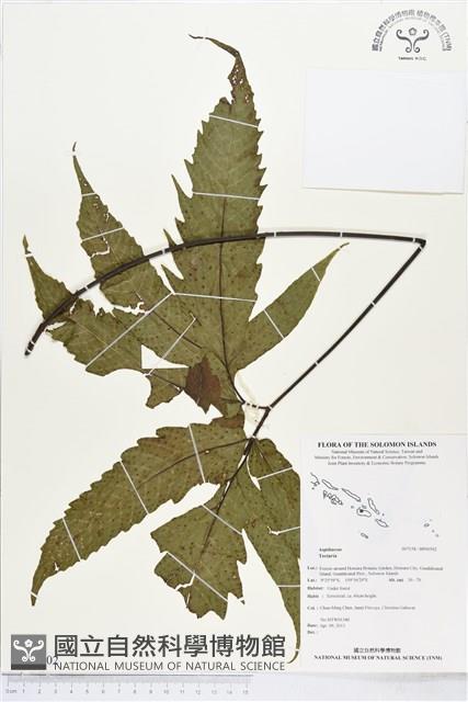 登錄號:BP00502藏品圖，第1張