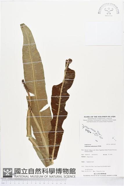 登錄號:BP01502藏品圖，第1張