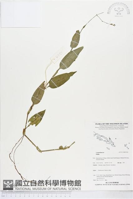 登錄號:BS05502藏品圖，第1張