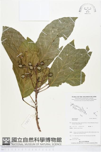 登錄號:BS04502藏品圖，第1張