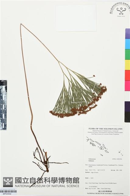 登錄號:BP03502藏品圖，第1張