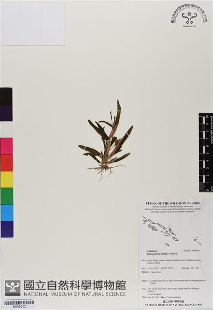 登錄號:BS06902藏品圖，第1張