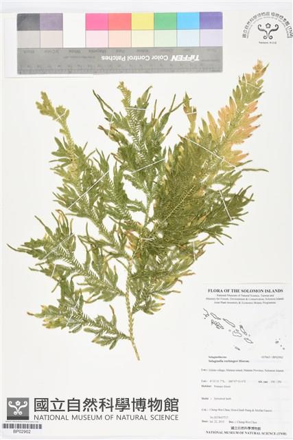 登錄號:BP02902藏品圖，第1張