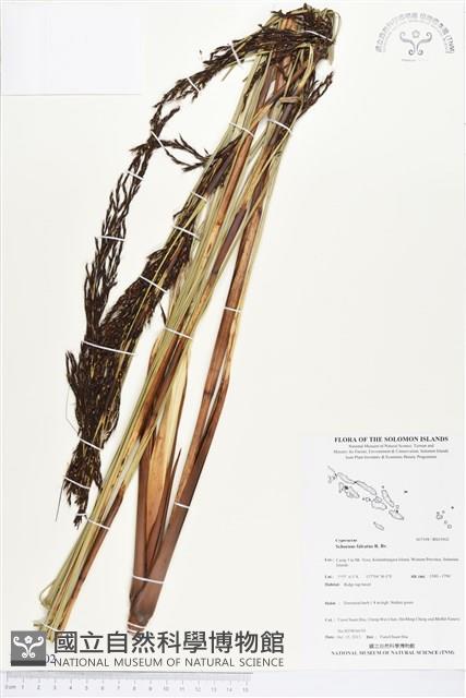 赤箭莎藏品圖，第1張