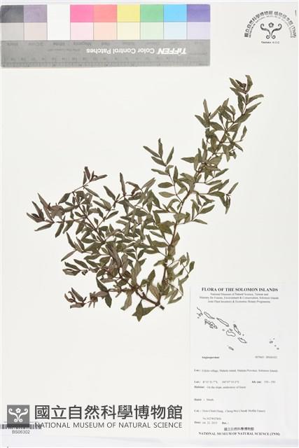 登錄號:BS06302藏品圖，第1張