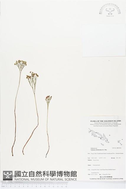 分枝莎草蕨藏品圖，第1張