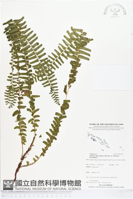 登錄號:BP01302藏品圖，第1張