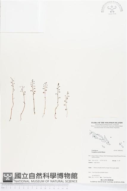 登錄號:BS04302藏品圖，第1張