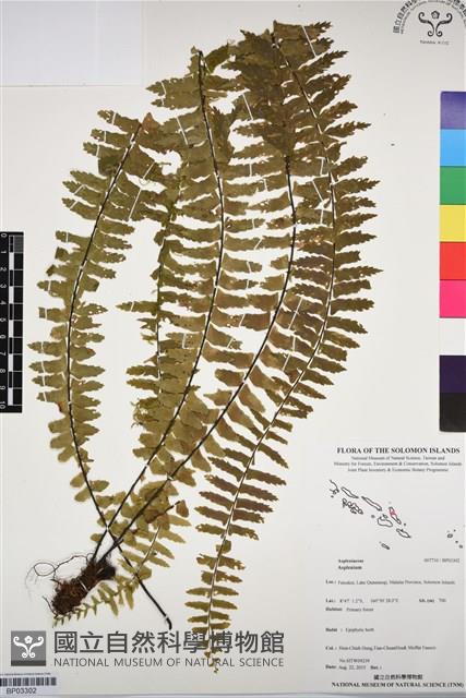 登錄號:BP03302藏品圖，第1張