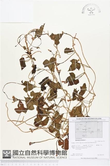 紅花野牽牛藏品圖，第1張