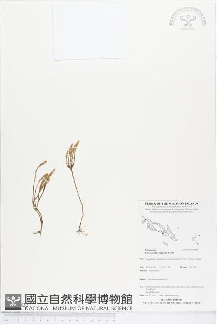 登錄號:BS04832藏品圖，第1張