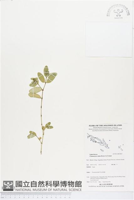 濱大戟藏品圖，第1張