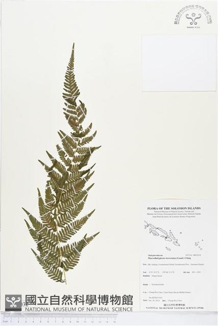 大金星蕨藏品圖，第1張