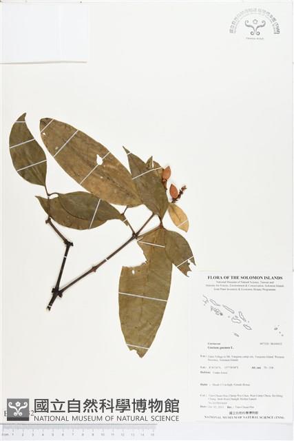 買麻樹藏品圖，第1張