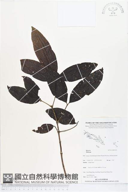 登錄號:BS05032藏品圖，第1張