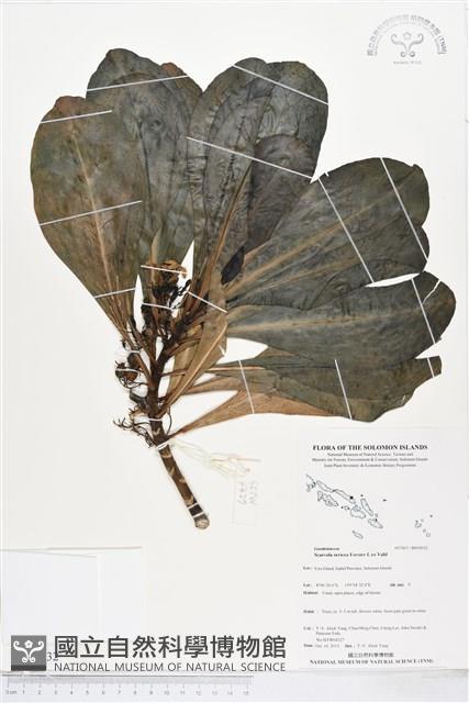 草海桐、水草藏品圖，第1張