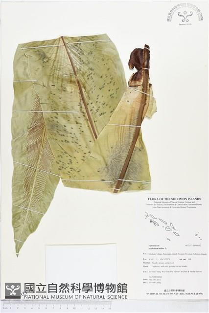 臺灣山蘇花藏品圖，第1張