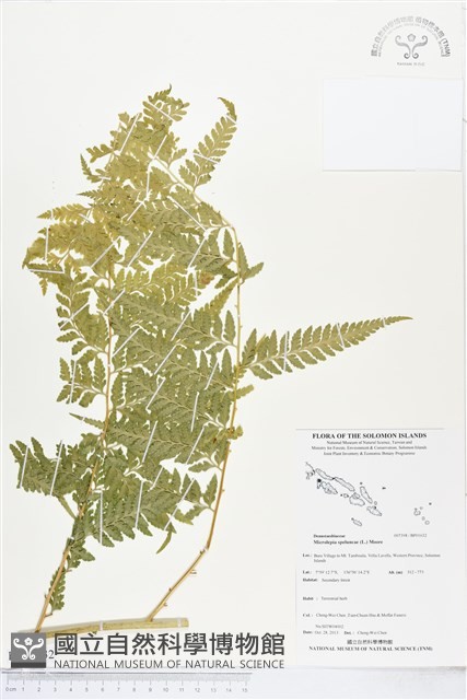 熱帶鱗蓋蕨藏品圖，第1張