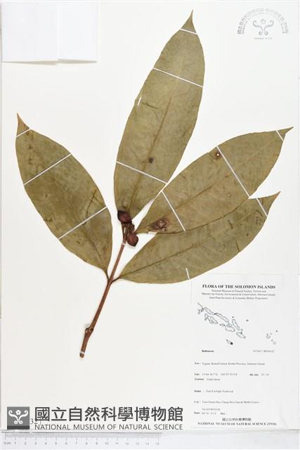 登錄號:BS04632藏品圖，第1張