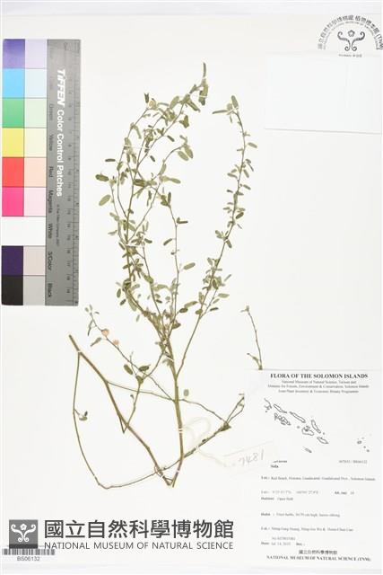 登錄號:BS06132藏品圖，第1張