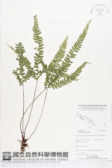 鈍齒鱗始蕨藏品圖，第1張