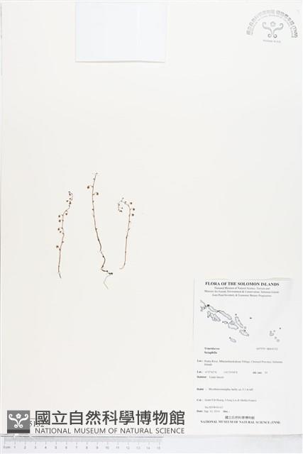 登錄號:BS05132藏品圖，第1張