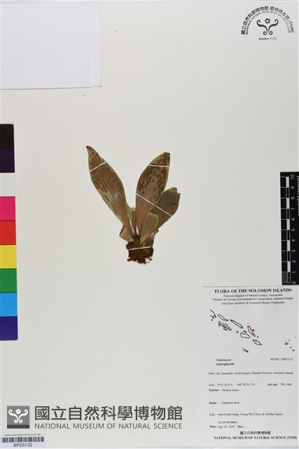 登錄號:BP03132藏品圖，第1張