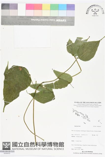 登錄號:BS06432藏品圖，第1張