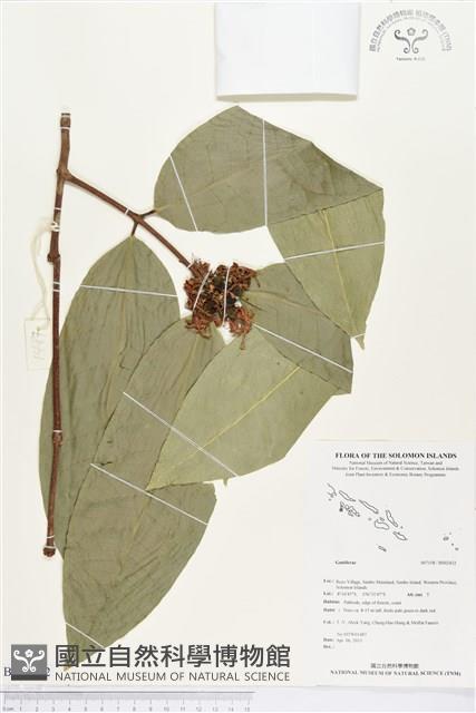 登錄號:BS02432藏品圖，第1張