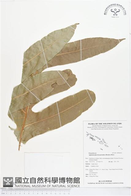 登錄號:BP00432藏品圖，第1張