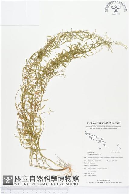 圓錐花遠志藏品圖，第1張